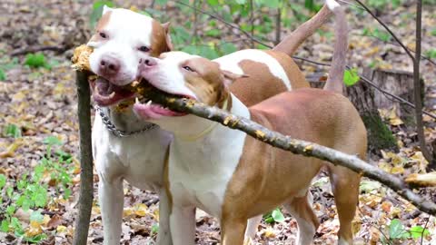 Two dogs playing in the forest and fiercely biting a tree branch