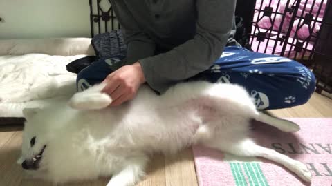 Relaxing Video, Dog massage