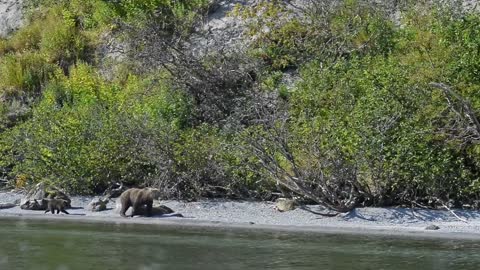 Bear is Dangerous wild animals. Little cub with large mother