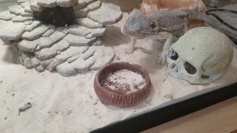 Bearded Dragon Eats Bugs