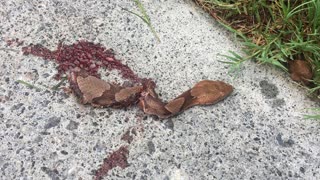 Beheaded Snake Still Bites