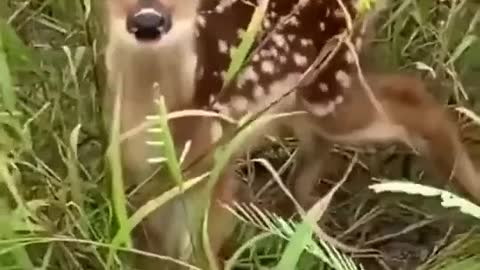 Deer bring beautiful fawns from the green forest to share apples