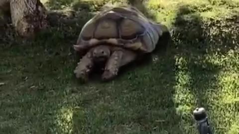 Tortoise Play