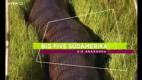 Biggest Snake in the World Giant Anaconda