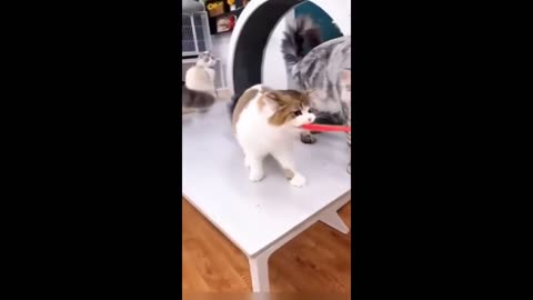 Funny cat video