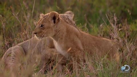 Adorable Lion Cubs Frolic as their Parents Look On.mp4