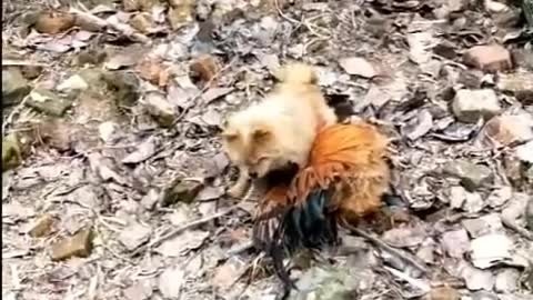 Chicken vs Dog Fight - Funny Dogs Fight