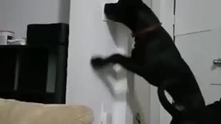 Puppy turn off light switch