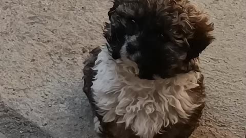 Cutest Puppy Getting To Know The Neighbours