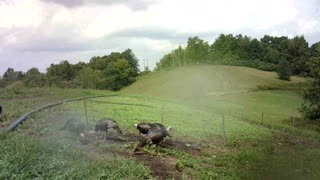 Trail cam video of Turkey