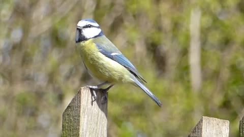 A beautiful, colorful bird is singing