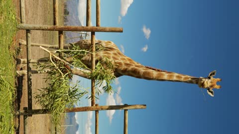 Giraffe eating grass in a zoo. Giraffes in safari park. Beautiful giraffe in the zoo