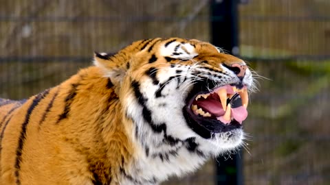 Slow Motion Footage of Tiger (Panthera tigris) in Zoo