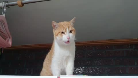 A cute cat stretching on the refrigerator