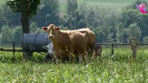 COW VIDEO 🐮🐄 COWS MOOING AND GRAZING IN A FIELD | Cow Video