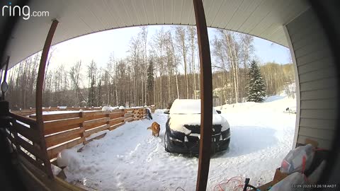 Dogs Meet Moose in Alaskan Front Yard