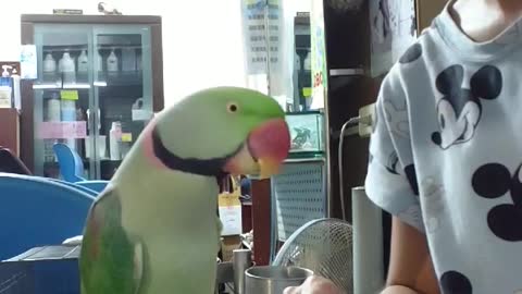 a very smart and active parrot