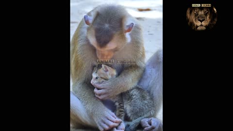 The tenderness and mercy of this monkey is great❤️❤️