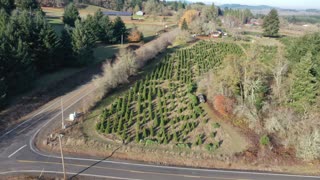 Christmas tree harvest