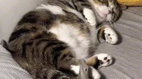 Super Cute and Funny Cat Moments to Brighten Your Day