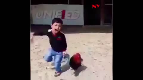 Angry Rooster standing its ground ...attacks child