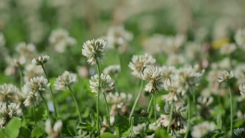 Flowers Of Field