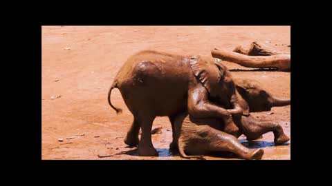 Baby elephants jolly