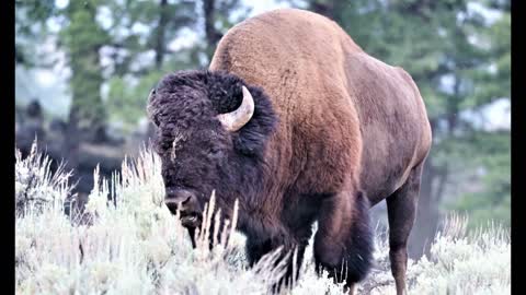 Bison Charge Along Road & A Bull Fight. Yellowstone Adventures