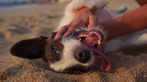 funny dog playing with his master