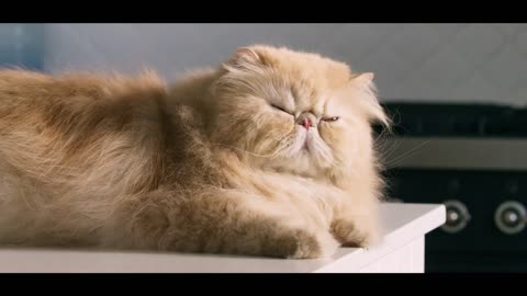 Heritage Bank 'Cats first' Fat Cats 30 sec TV_Online