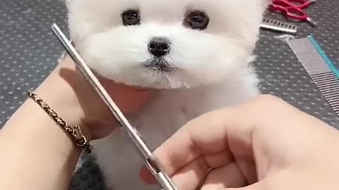 cutest doggy hair cutting