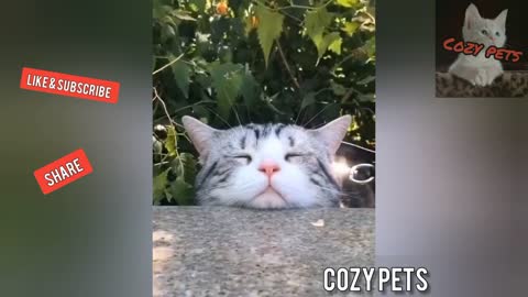 Top best of funny animals funny pet clips!!!!