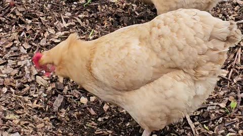 OMC! Two Orpington sisters in woodchips pecking and scratching for worm, grubs, and insects! #shorts