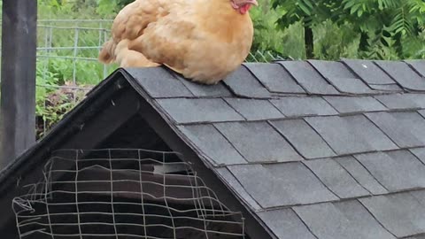 OMC! Rooftop Orpington Hen - A shorter look! 🤣💖