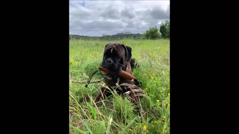 Boxers D´Anteikan - Amazing Boxer Breeder