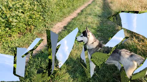 Husky finds an owner/Ukrainian fields