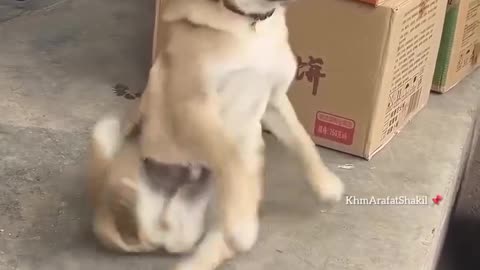 Dog Sleeping Fall 😁🤣