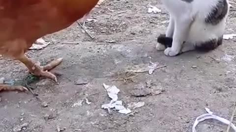 Rooster vs cat. Battle. Funny animals