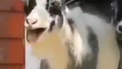 Funny Goat | Goat Thugs Life