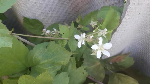 Raspberry blossoms