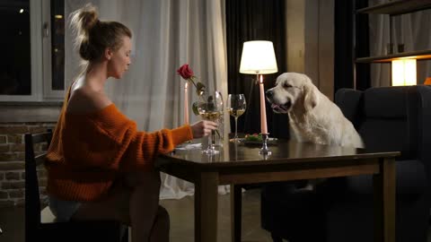 Attractive female having romantic dinner in company of labrador retriever pet in homely atmosphere