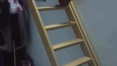 Puppy climbing stairs