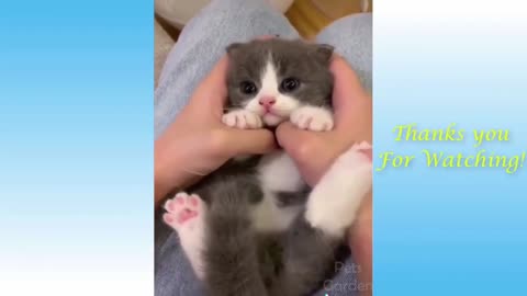 Funny cats #trendingvideo