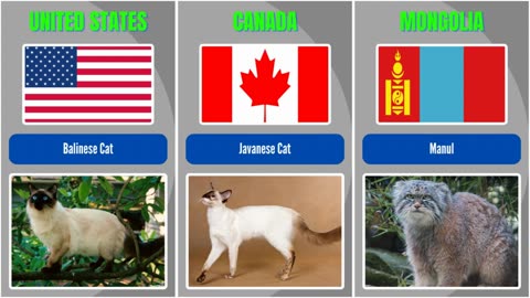 Different Country Breeds of Cats