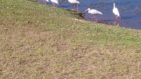 Egrets or Sand Cranes? Sneaking up on the Geese...