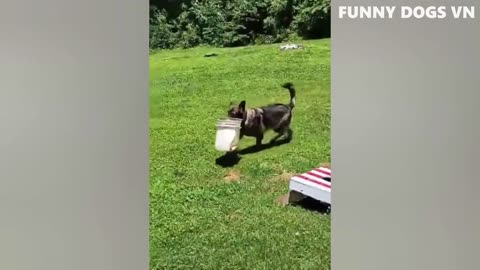 Funny animals video