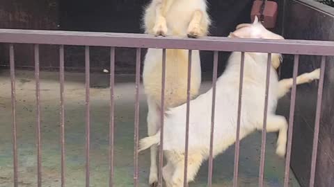 White goat wanting to eat