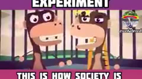 The 5 Monkeys Experiment