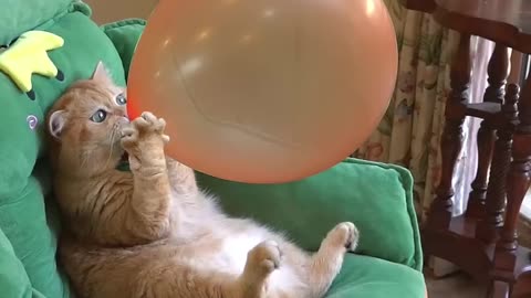 "Cat vs Balloon: The Epic Pop Battle! 🎈😹"