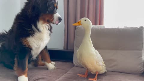 Bernese Mountain Dog tries to befriend a Duck